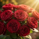 Роза чайно-гибридная невыгорающая Майра Ред № 2