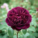 Роза английская Манстед Вуд № 2