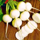 Дайкон Саша Уральский дачник № 2