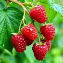 Малина ремонтантная (сверхранняя) Конек-горбунок № 3