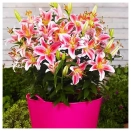 Лилия восточная Старгейзер № 2