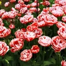 Тюльпан махровый поздний Драмлайн № 2