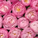 Роза флорибунда с ароматом клубничного мороженого Стробери Макарон № 2