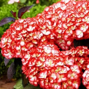 Гортензия крупнолистная для холодного лета Графиня Коссель