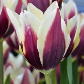 Тюльпан лилиецветный Шансонет