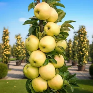 Яблоня колоновидная самоплодная Гирлянда