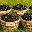 Сверхвыгода! Комплект смородины "Смородиновое лукошко" из 3 сортов № 1