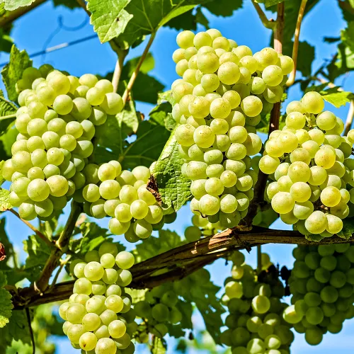 Виноград со вкусом сахарной ваты Коттон Кэнди