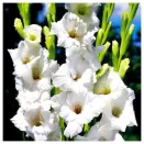 Гладиолус крупноцветковый Уайт Френдшип № 2