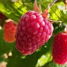 Малина ремонтантная холодоустойчивая Мапема № 1