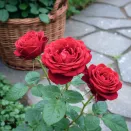 Роза чайно-гибридная Ред Наоми № 2