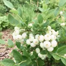 Голубика Белоплодная № 2