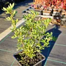 Лапчатка кустарниковая Пинк Парадайз № 2