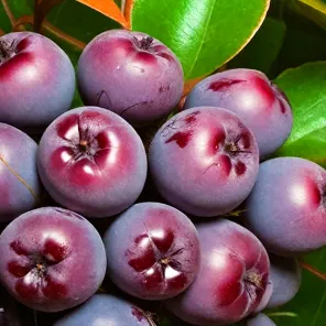 Рябина карликовая сладкая Бурка