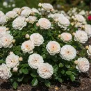 Роза почвопокровная Нина Поулсен № 2