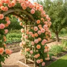 Роза плетистая Пич Мельба № 2