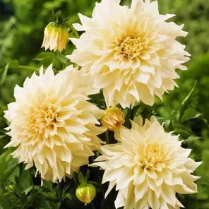 Георгина декоративная Кафе о Лейт