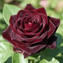 Роза чайно-гибридная Черная магия № 1