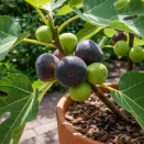 Инжир карликовый комнатный Петит Негра № 2