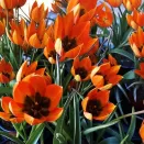 Тюльпан ботанический Литтл Принцесс № 2
