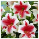 Лилия ЛО-гибрид Триумфатор № 3