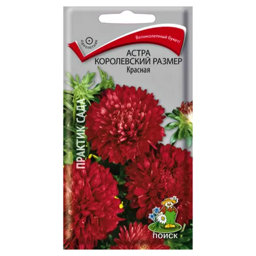 Астра Королевский размер красная Поиск