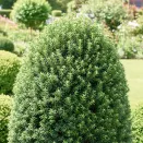 Тис средний неприхотливый Хикси № 1