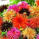 Георгина Кактусовидная, смесь окрасок Семена Алтая № 2