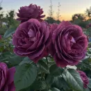 Роза флорибунда коллекционная Твайлайт Зоун № 3