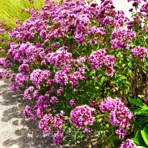 Душица обыкновенная Дьябло