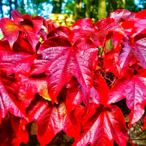 Виноград девичий триостренный Вичи