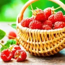 Малина ремонтантная июньская Прималба № 1