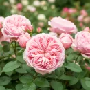 Роза английская болезнеустойчивая Спирит оф Фридом № 1