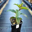 Гортензия метельчатая компактная Литл Блоссом № 3