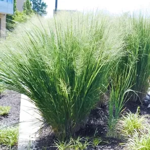 Просо прутьевидное Хэви Метал