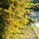 Керрия японская Пленум (Пленифлора) № 4