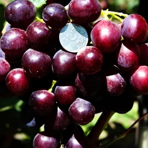 Виноград для короткого лета Аюта