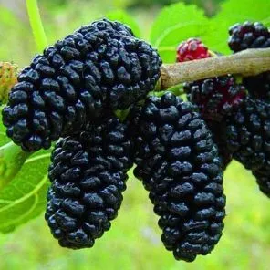 Шелковица Черная баронесса