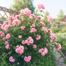 Роза канадская Джон Дэвис № 2