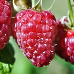 Малина ремонтантная сладкая Жаклин