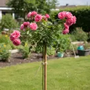 Роза штамбовая Ангела № 6