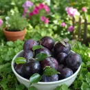 Слива для Сибири Черная горная № 1