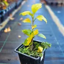 Гибискус сирийский Блю Шифон № 2