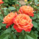 Роза шраб хамелеон Пур Ламур Дюн Шато № 1