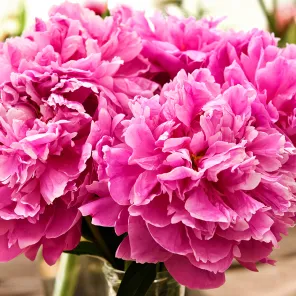 Пион махровый гигант Александр Флеминг