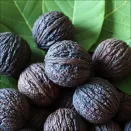 Орех черный Эмма К № 2