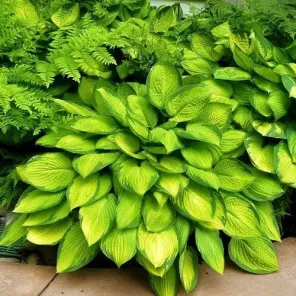 Хоста Голд Стандарт