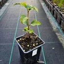 Гибискус сирийский Вайт Шифон № 2