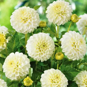 Георгина шаровидная Бум Бум Вайт