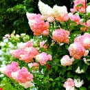 Гортензия метельчатая Строберри Блоссом № 2